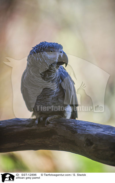 african grey parrot / SST-12896