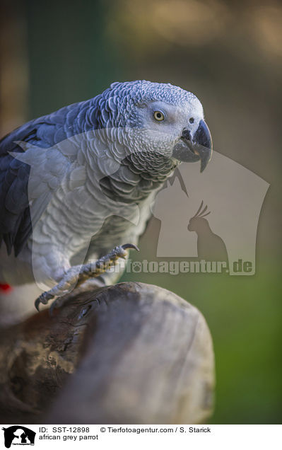 Graupapagei / african grey parrot / SST-12898