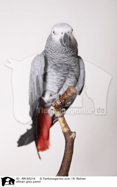 Graupapagei / african grey parrot / RR-56216