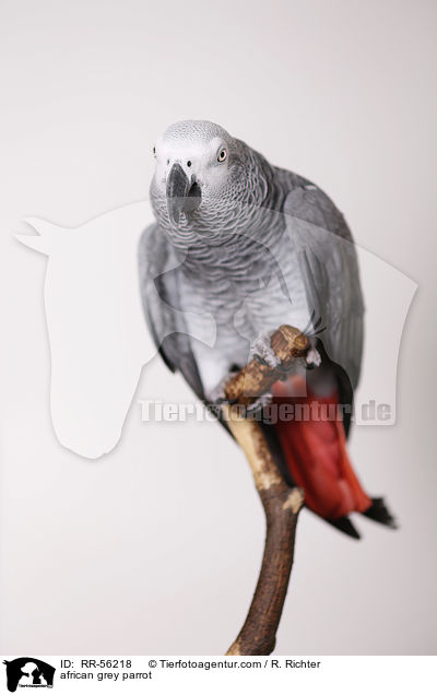 Graupapagei / african grey parrot / RR-56218