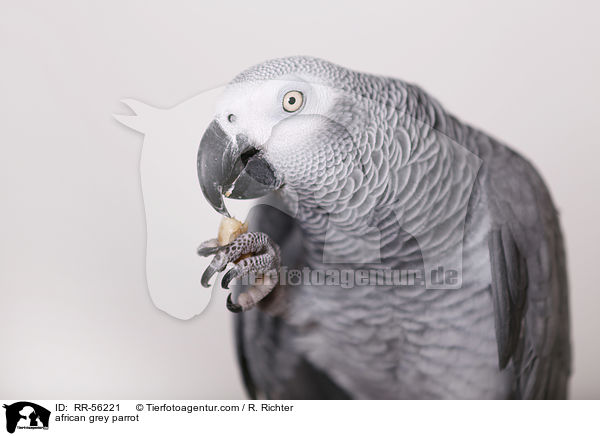 african grey parrot / RR-56221