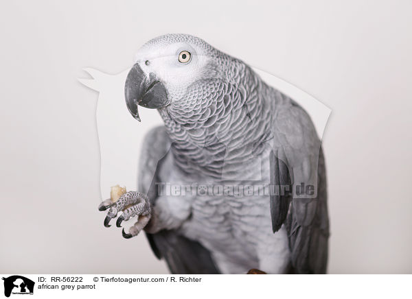 african grey parrot / RR-56222
