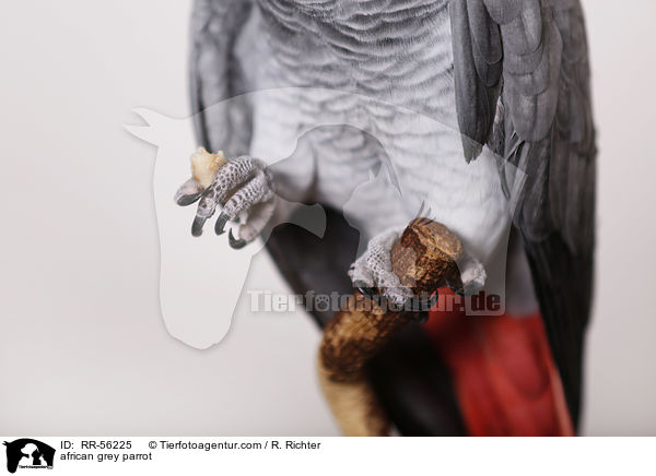 Graupapagei / african grey parrot / RR-56225