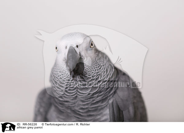 african grey parrot / RR-56226