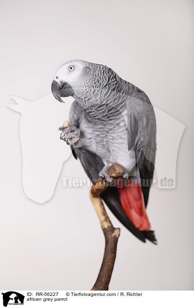 Graupapagei / african grey parrot / RR-56227