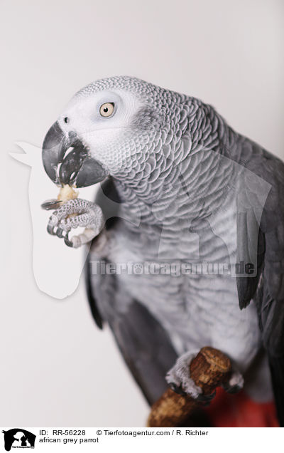 african grey parrot / RR-56228