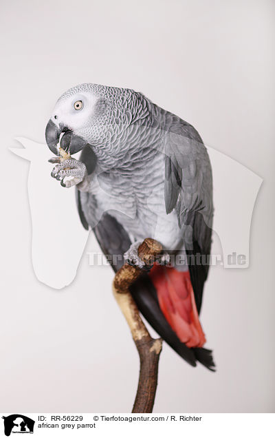 Graupapagei / african grey parrot / RR-56229