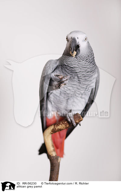 Graupapagei / african grey parrot / RR-56230