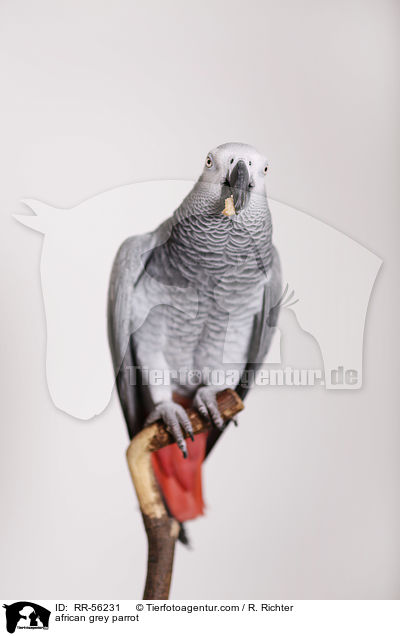 african grey parrot / RR-56231