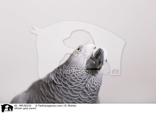 african grey parrot / RR-56232