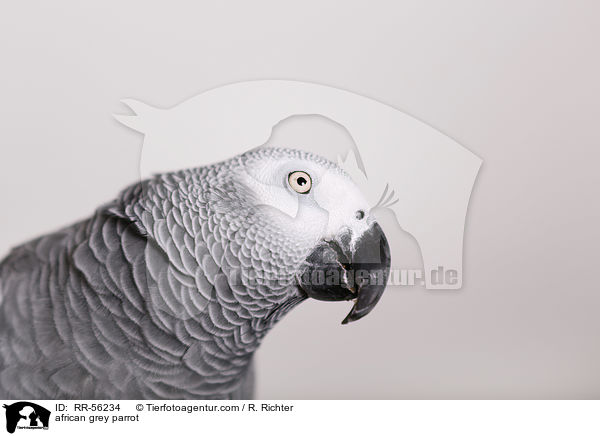 african grey parrot / RR-56234