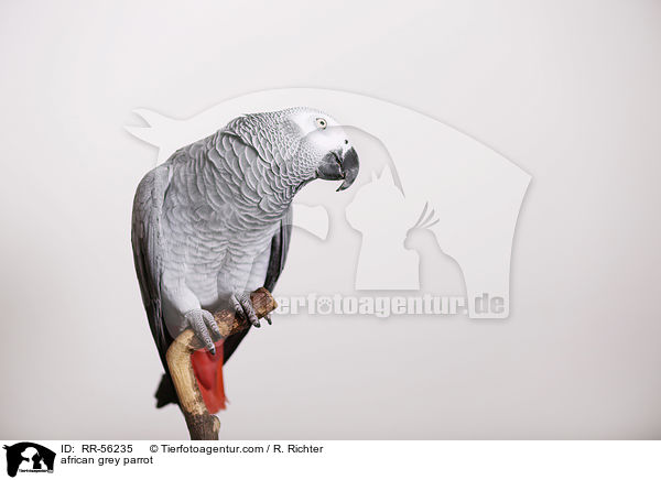 Graupapagei / african grey parrot / RR-56235