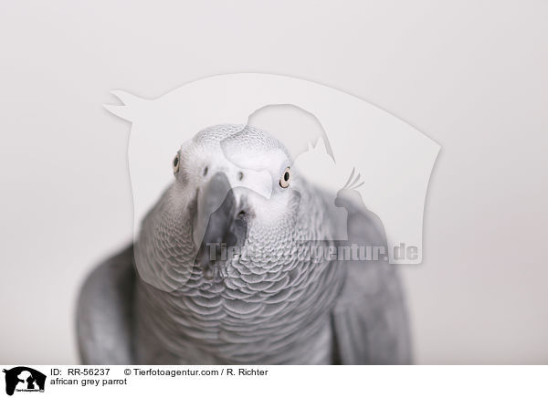 african grey parrot / RR-56237