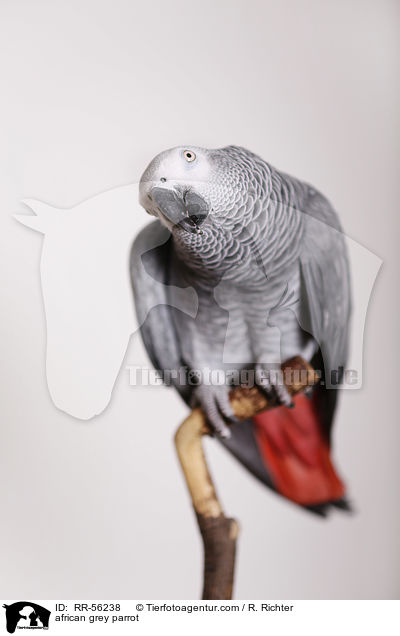 african grey parrot / RR-56238