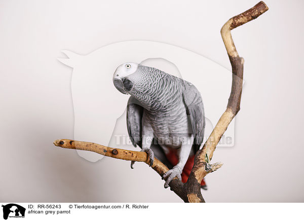 Graupapagei / african grey parrot / RR-56243