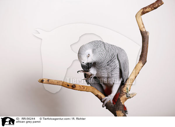 Graupapagei / african grey parrot / RR-56244