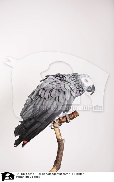 Graupapagei / african grey parrot / RR-56245