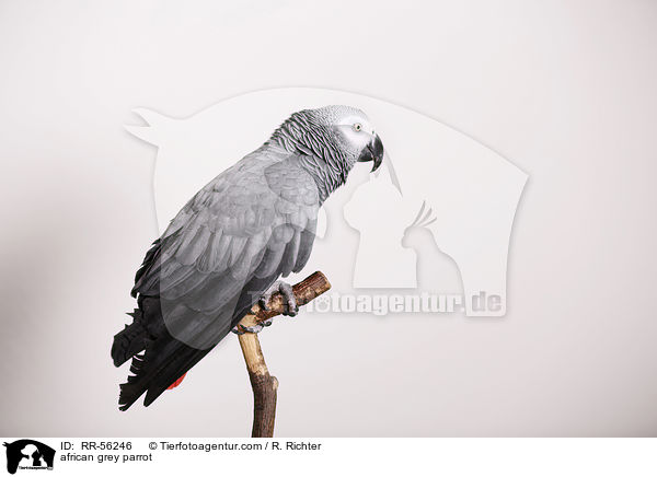 Graupapagei / african grey parrot / RR-56246