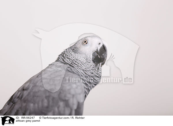 african grey parrot / RR-56247