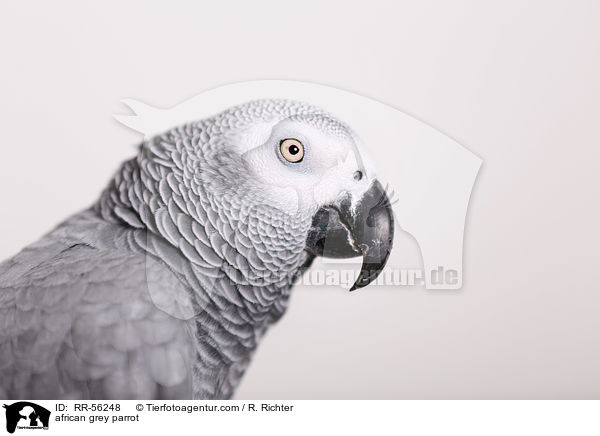 Graupapagei / african grey parrot / RR-56248