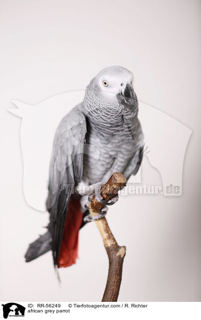 Graupapagei / african grey parrot / RR-56249