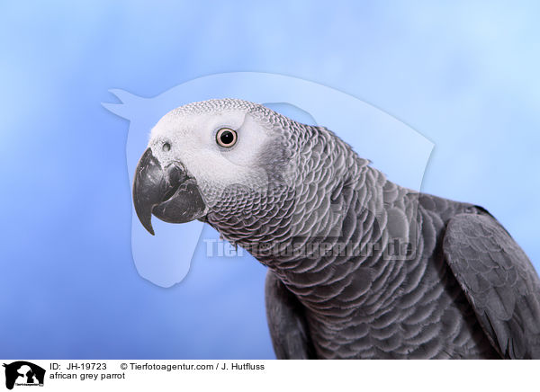 african grey parrot / JH-19723