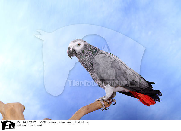 Graupapagei / african grey parrot / JH-19727