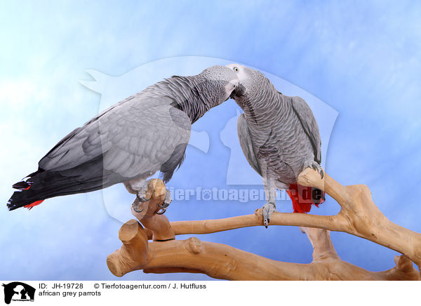 Graupapageien / african grey parrots / JH-19728