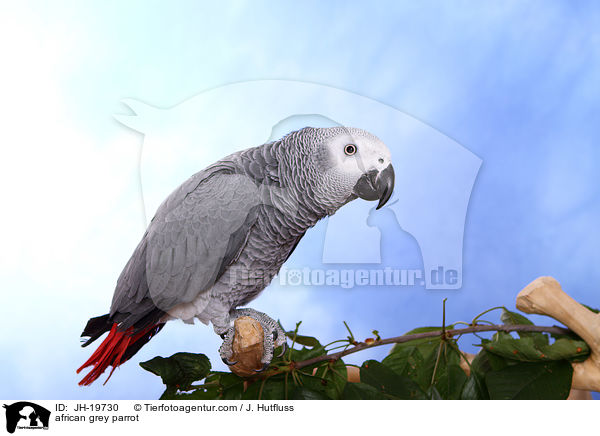 african grey parrot / JH-19730