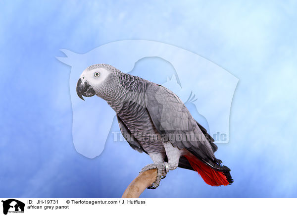 Graupapagei / african grey parrot / JH-19731