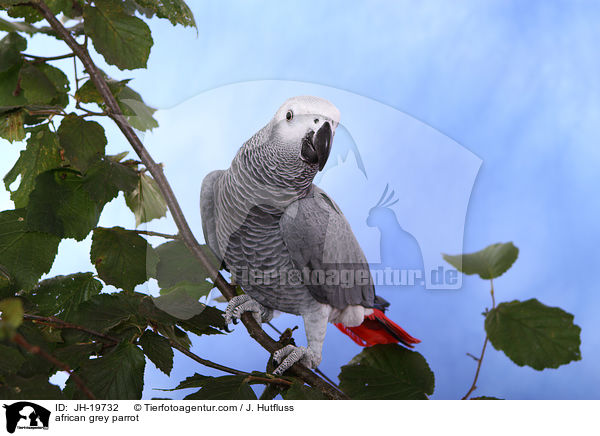 Graupapagei / african grey parrot / JH-19732