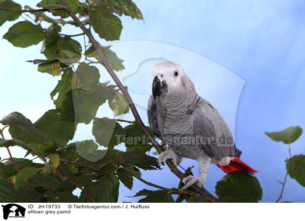 african grey parrot / JH-19733