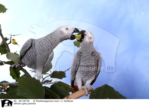 african grey parrots / JH-19735