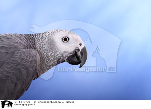 african grey parrot / JH-19736
