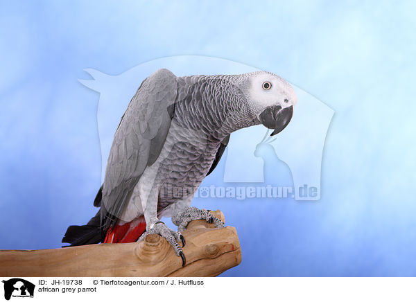 african grey parrot / JH-19738