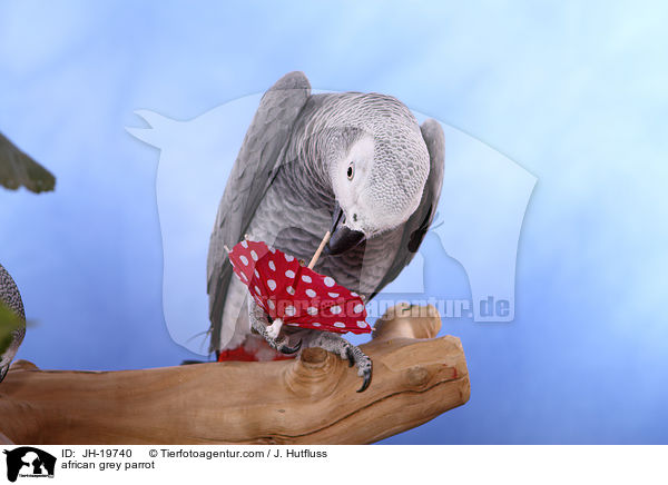 african grey parrot / JH-19740