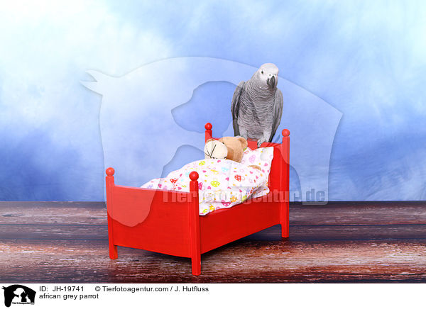 Graupapagei / african grey parrot / JH-19741