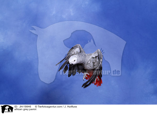 african grey parrot / JH-19846