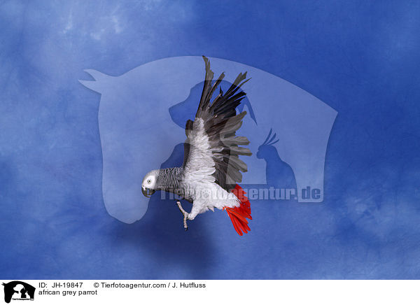 african grey parrot / JH-19847