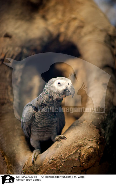 Graupapagei / African gray parrot / MAZ-03915