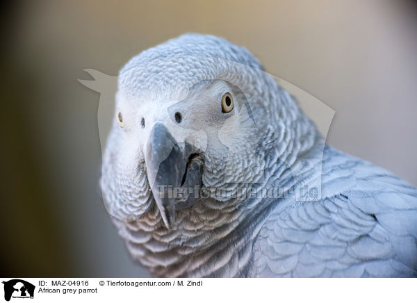 African grey parrot / MAZ-04916