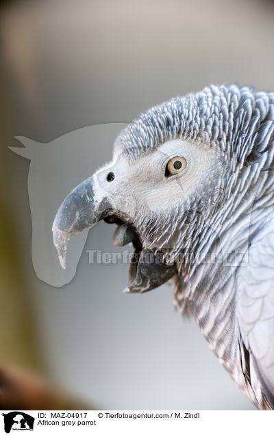 Graupapagei / African grey parrot / MAZ-04917