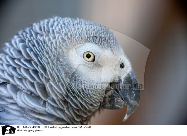 African grey parrot / MAZ-04918