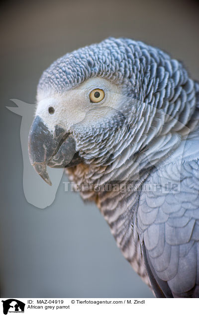 African grey parrot / MAZ-04919