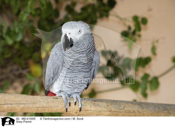 Graupapagei / Grey Parrot / MS-01695