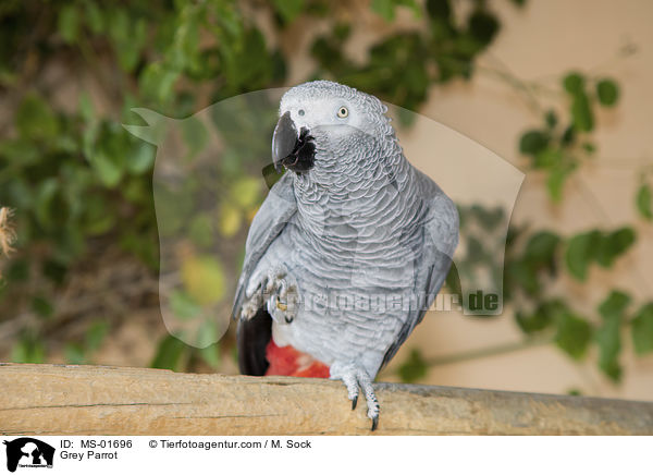Graupapagei / Grey Parrot / MS-01696