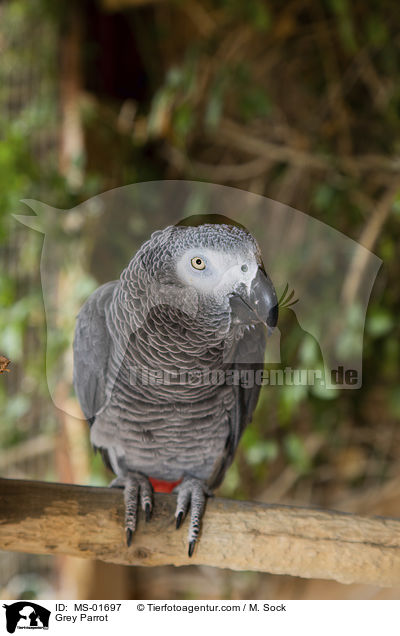 Graupapagei / Grey Parrot / MS-01697