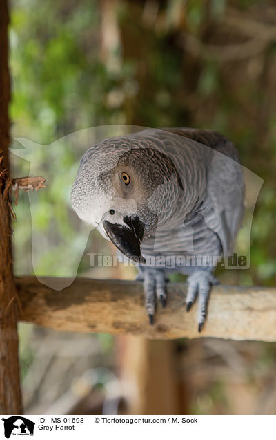 Graupapagei / Grey Parrot / MS-01698