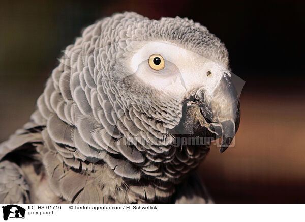 grey parrot / HS-01716