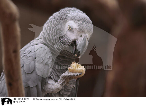 Graupapagei / grey parrot / HS-01724